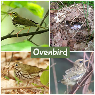Ovenbird